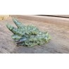 Crâne de Dragon en Jade 14.5cm